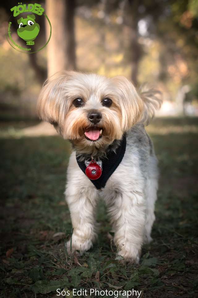 yorkie